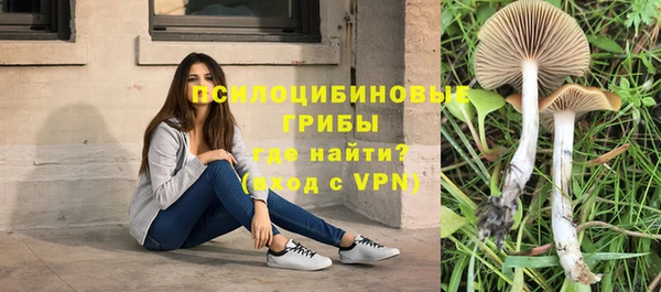 гидра Елизово